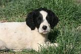 SETTER ANGLAIS 272